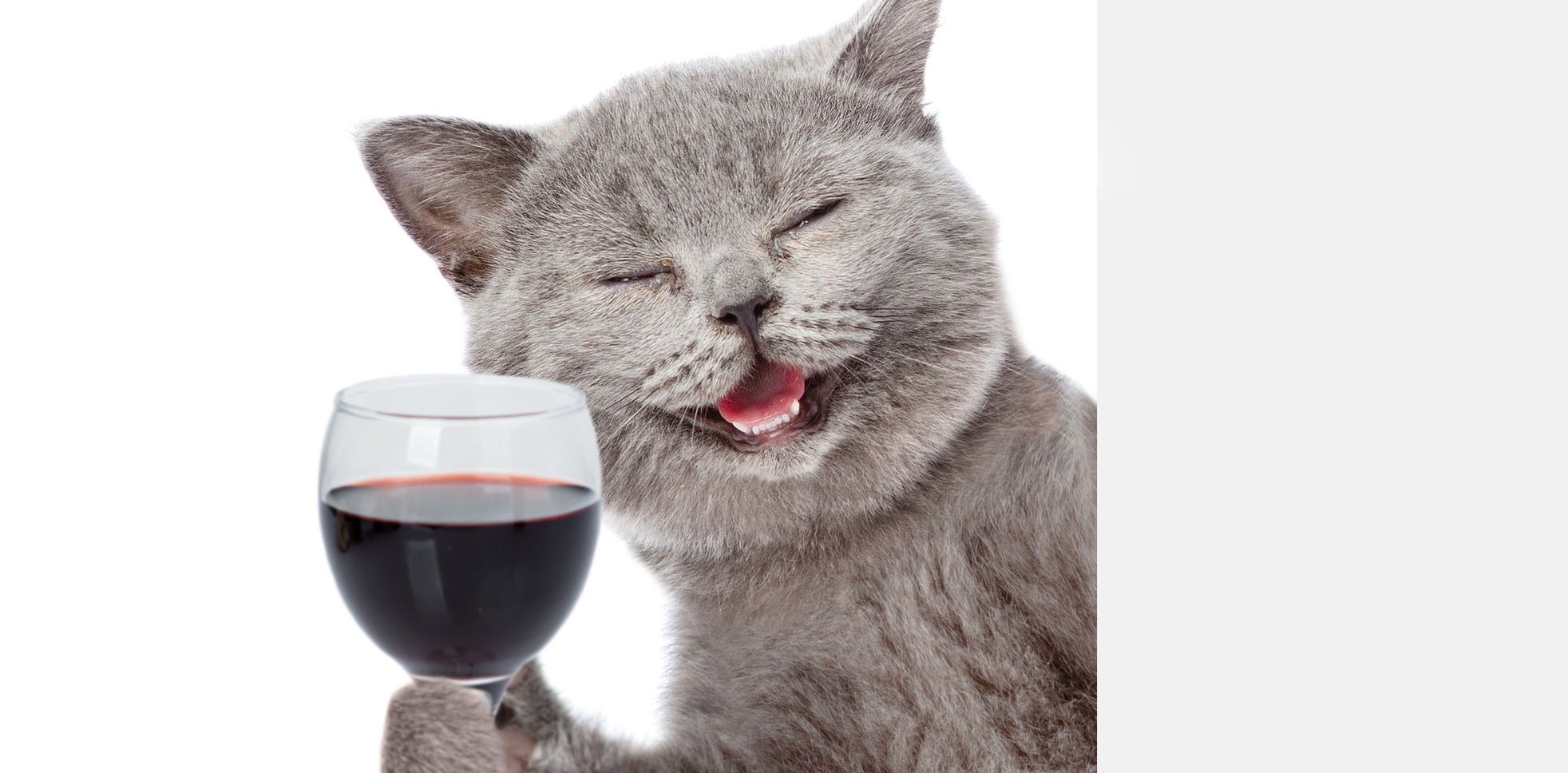 Cat raises glass of wine