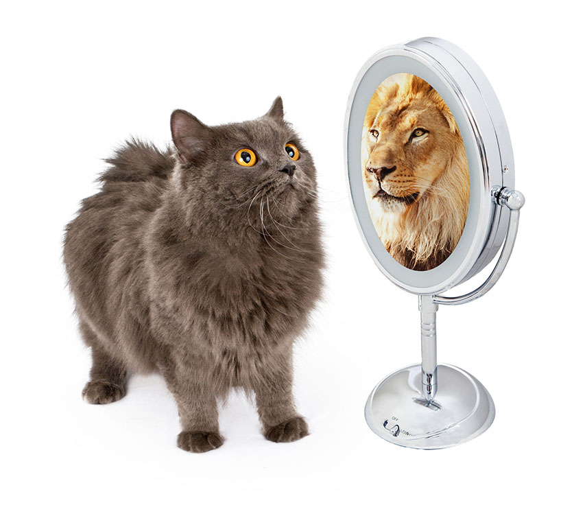 bring your cat sized business to a lion sized success - cat reflects lion